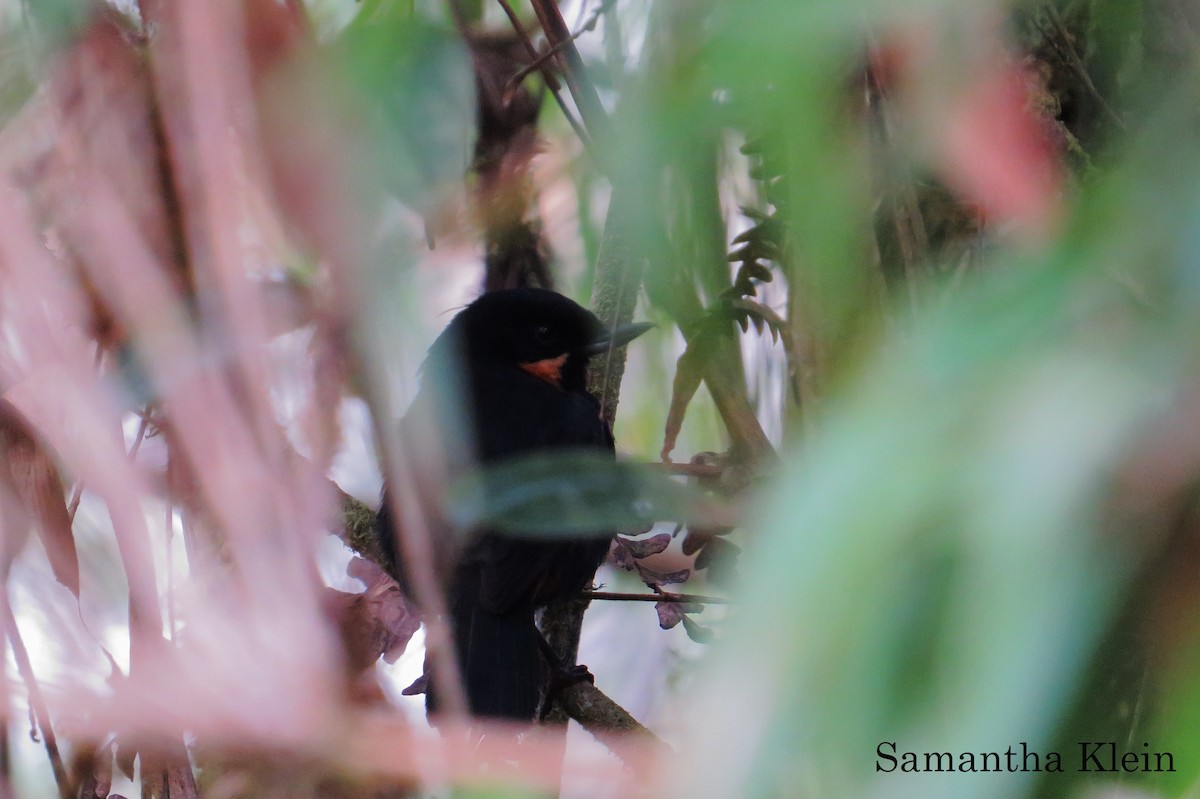 Black-throated Flowerpiercer - Samantha Klein