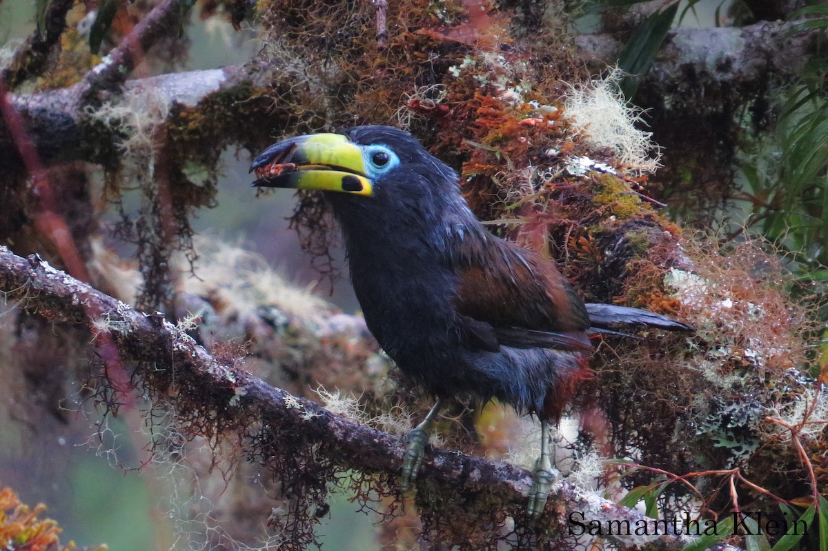 Hooded Mountain-Toucan - ML206058041