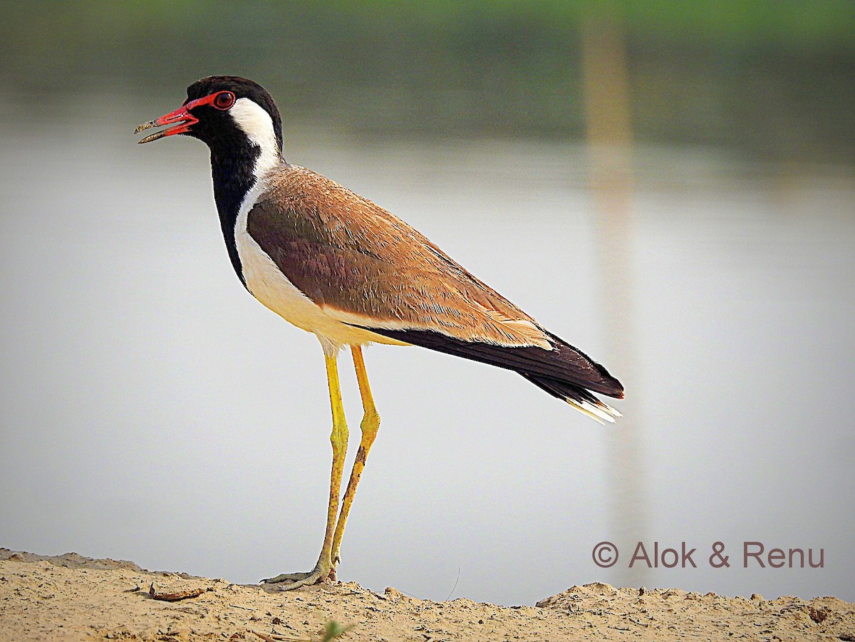 Red-wattled Lapwing - ML206058821