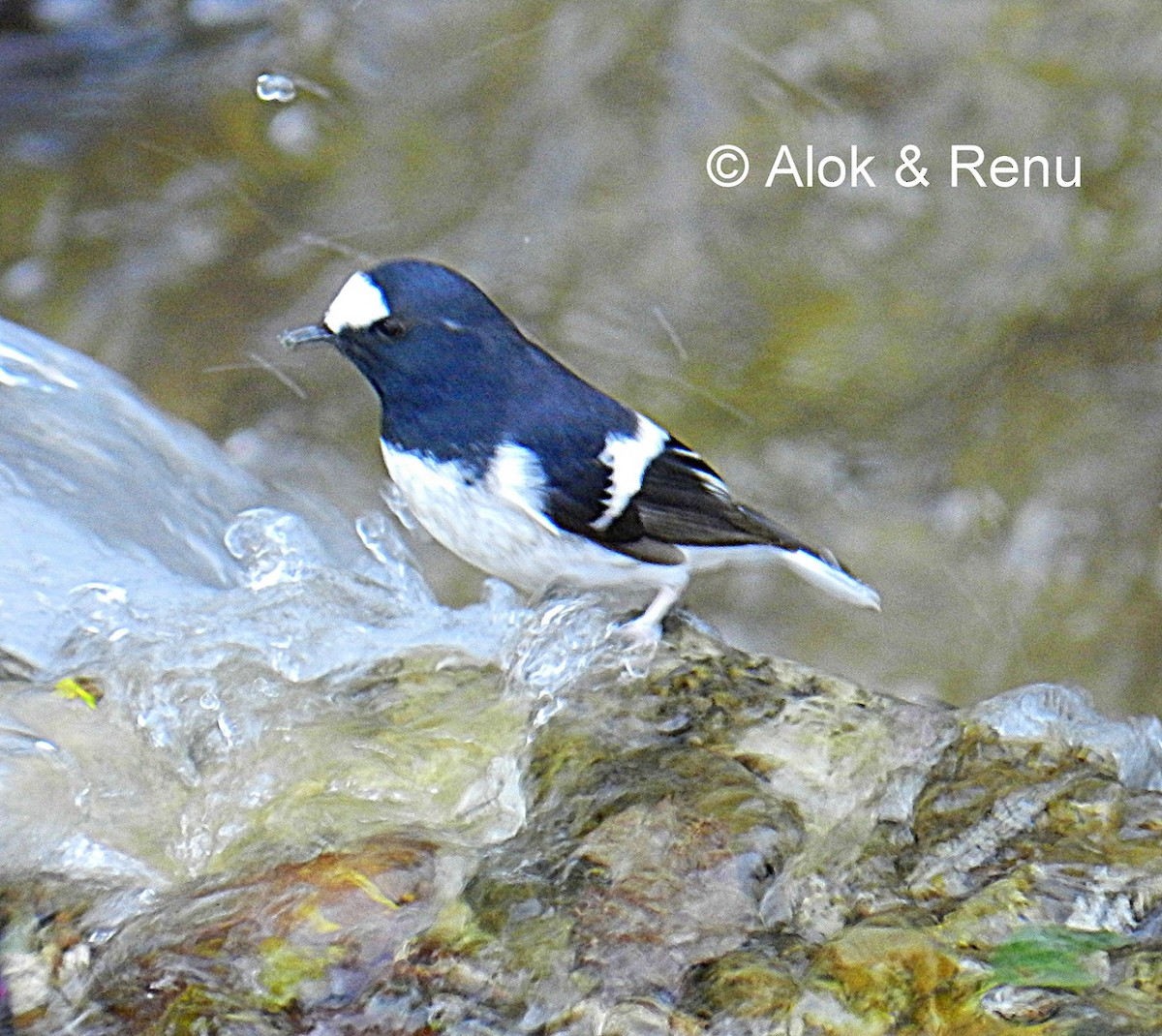 Little Forktail - Alok Tewari