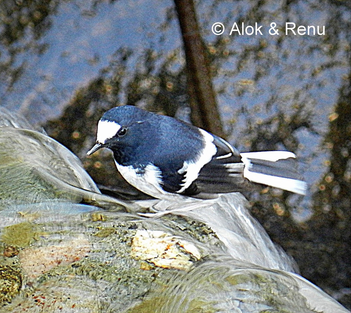 Little Forktail - Alok Tewari