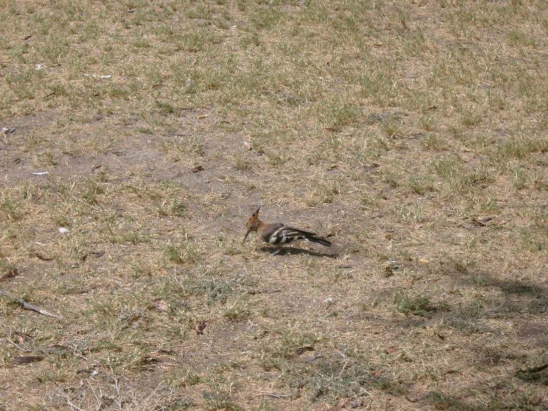 Eurasian Hoopoe (African) - ML206059041