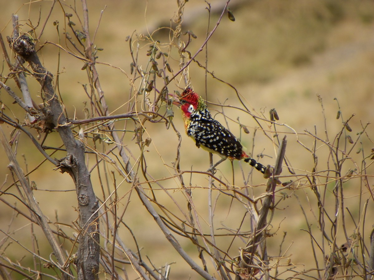 Red-and-yellow Barbet - Enrique  Jiménez