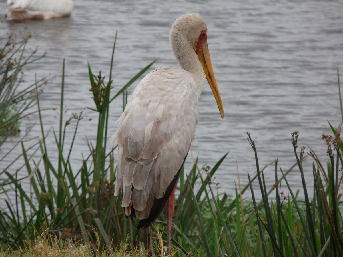 Yellow-billed Stork - Enrique  Jiménez