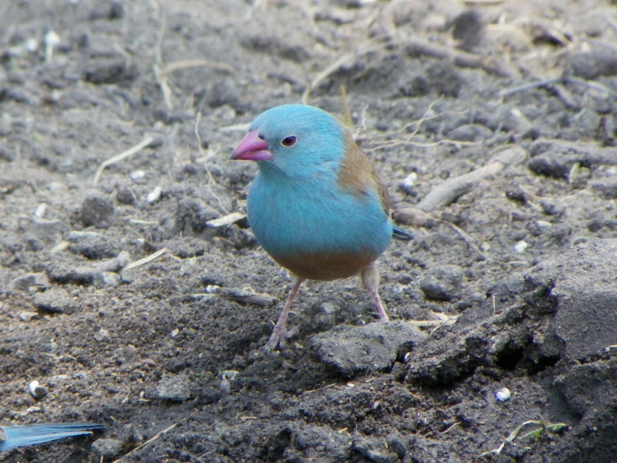 Blue-capped Cordonbleu - Enrique  Jiménez