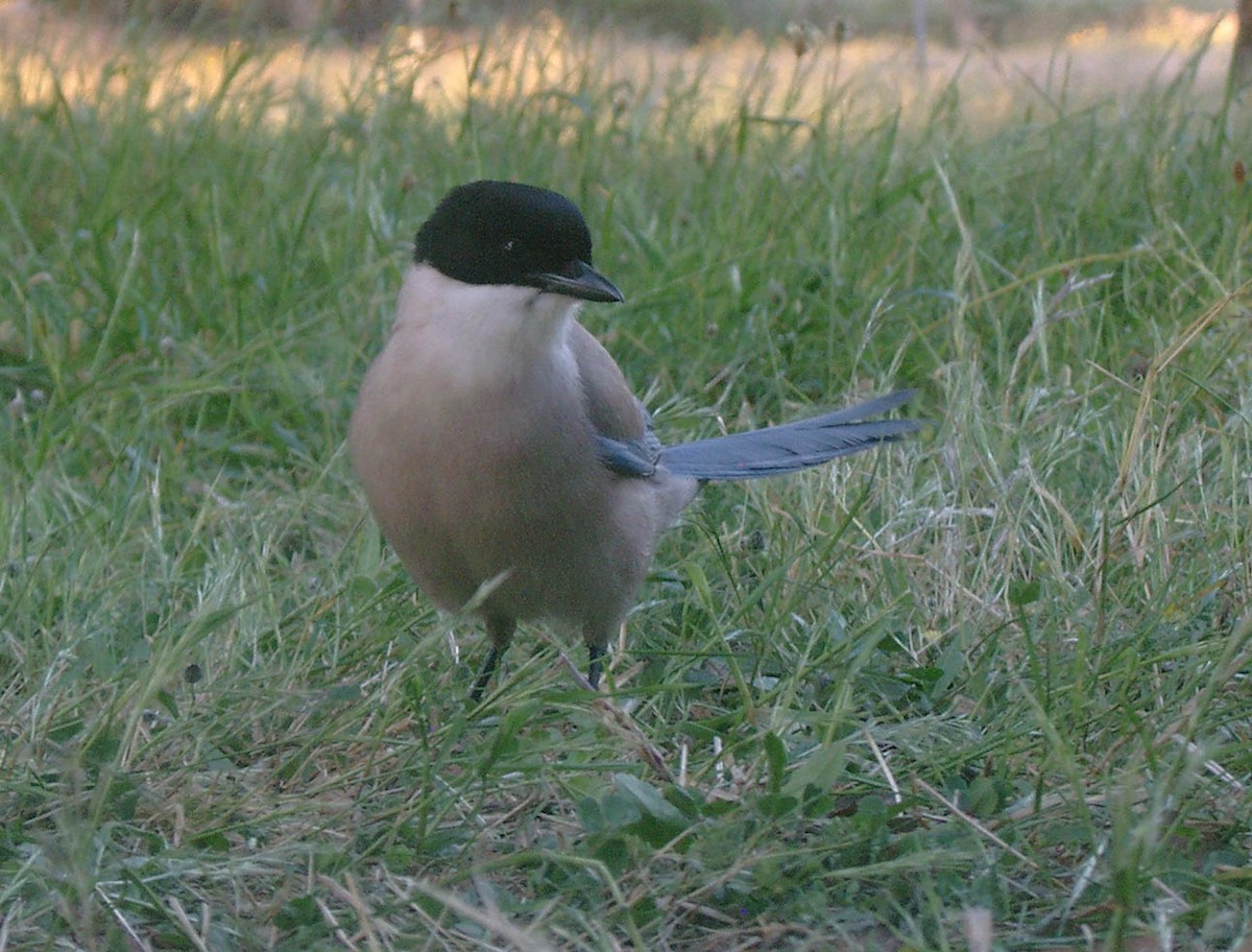 Iberian Magpie - Enrique  Jiménez