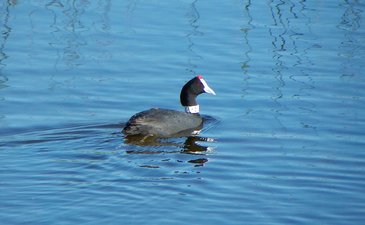 Red-knobbed Coot - ML206059451