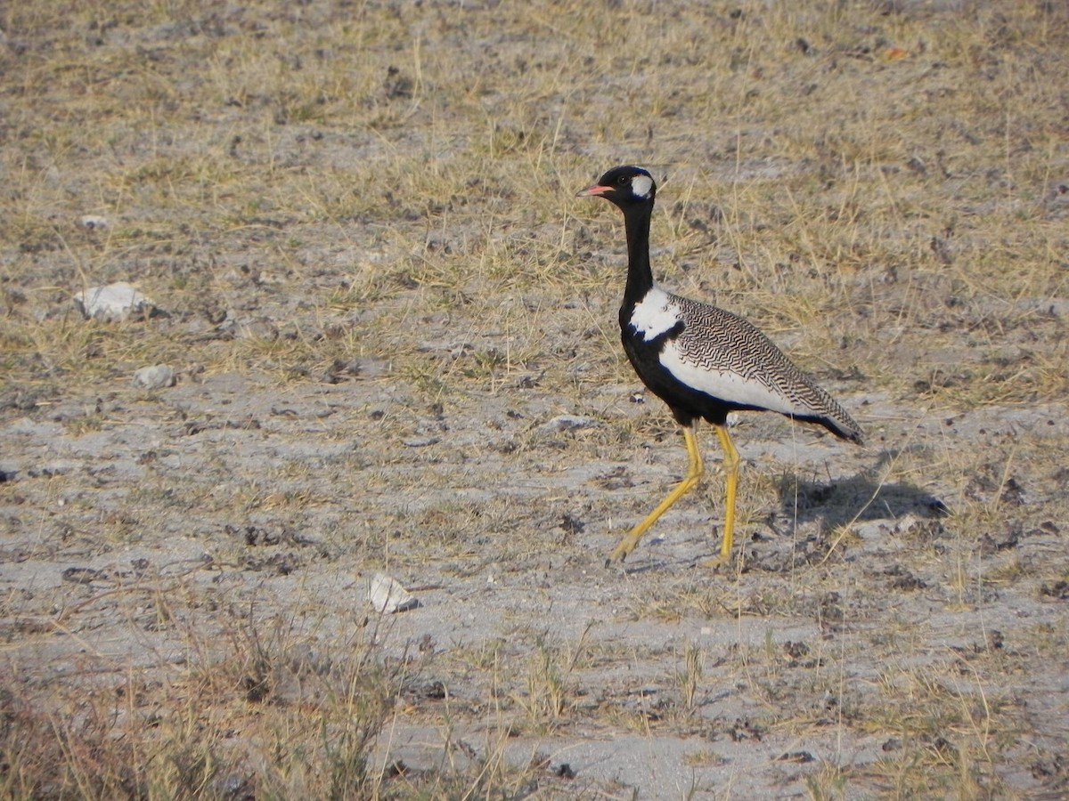White-quilled Bustard - ML206059581