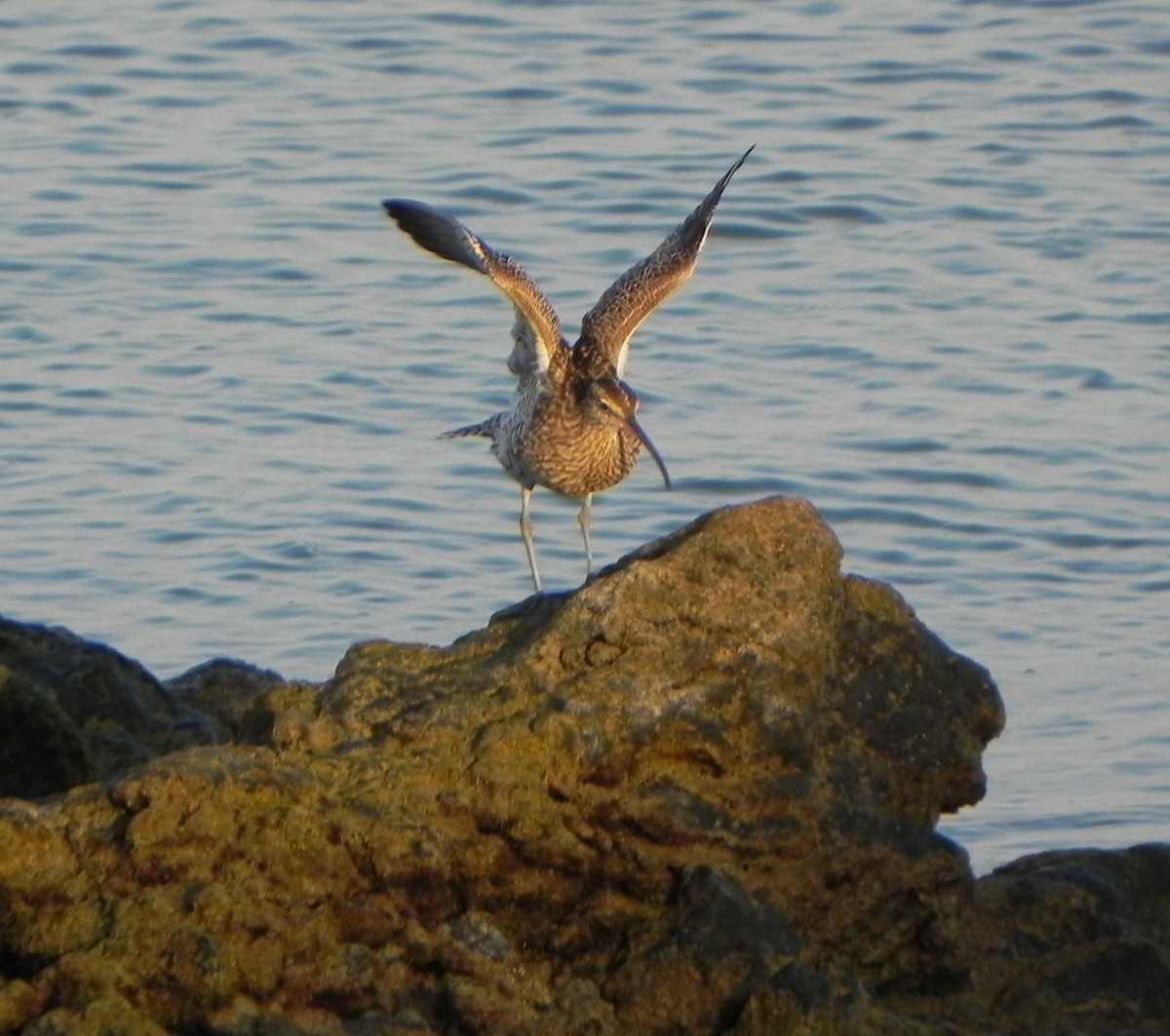 Eurasian Whimbrel - ML206059591