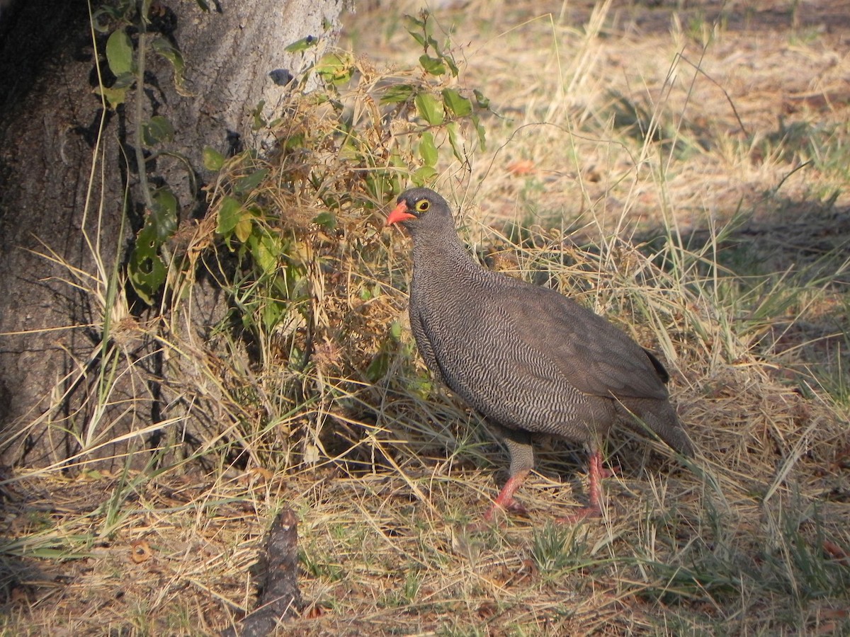 Red-billed Spurfowl - ML206059611