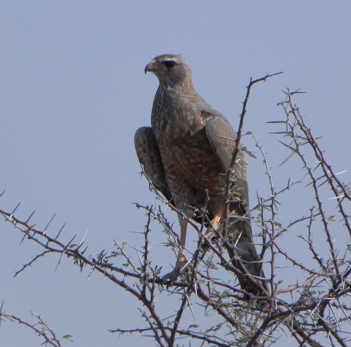 Pale Chanting-Goshawk - ML206059621