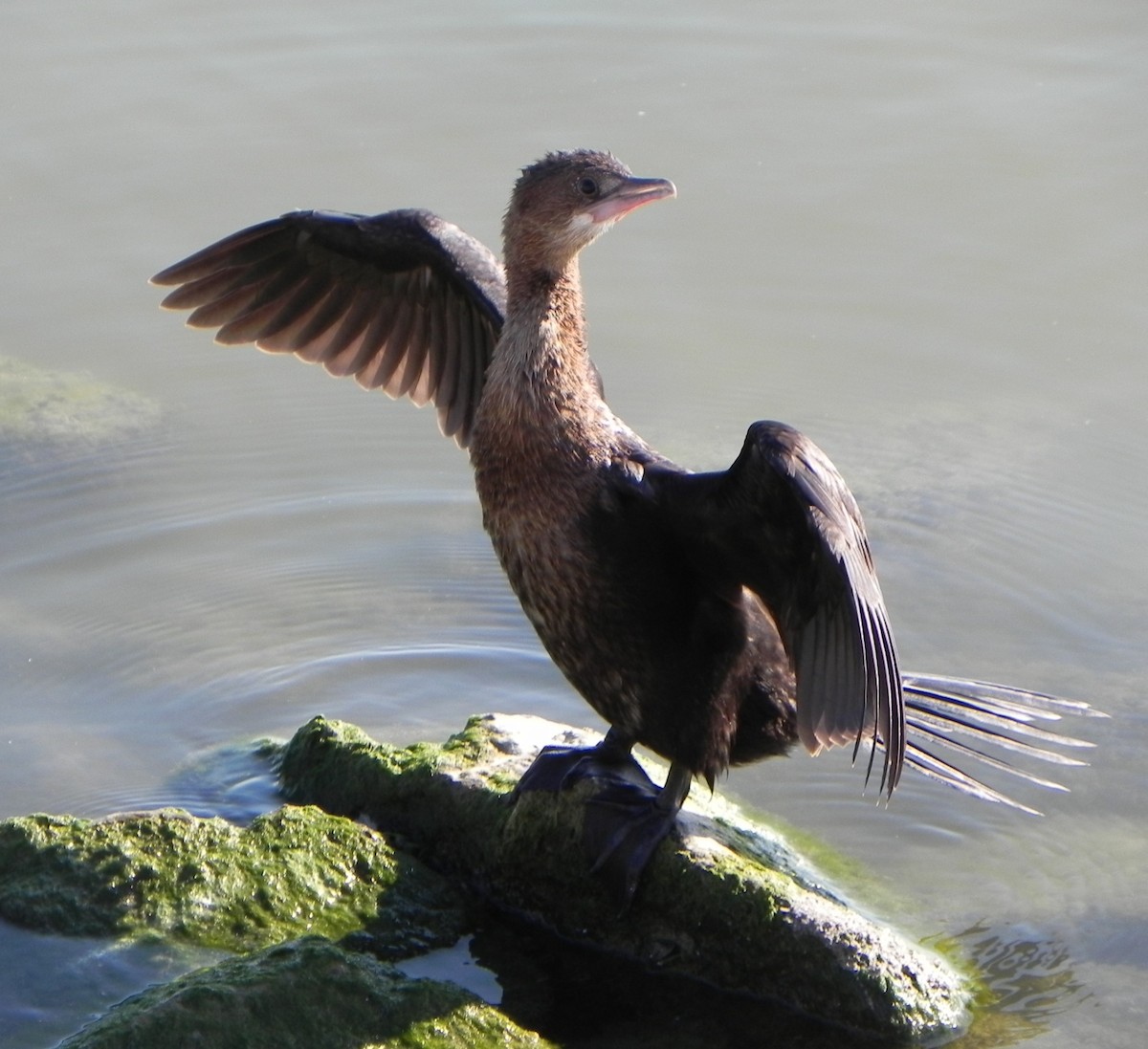 Ubarroi txikia - ML206059631