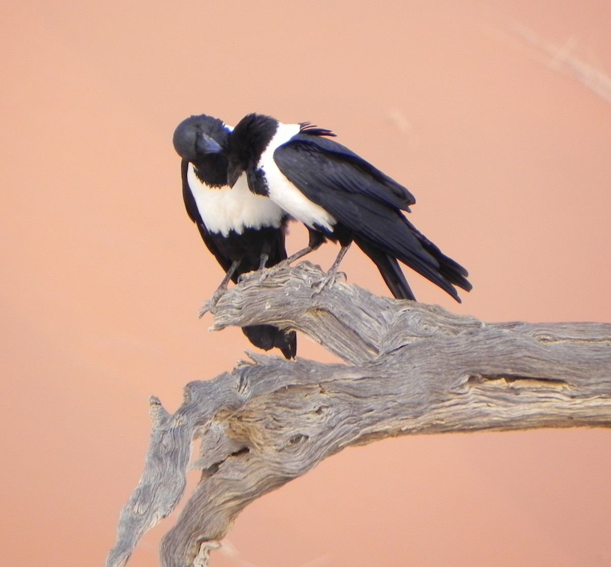 Pied Crow - ML206059641