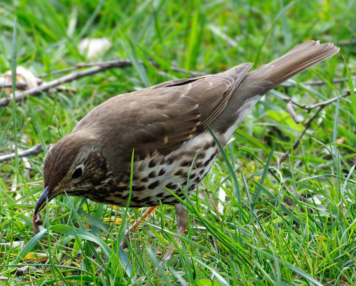 Song Thrush - ML206059651