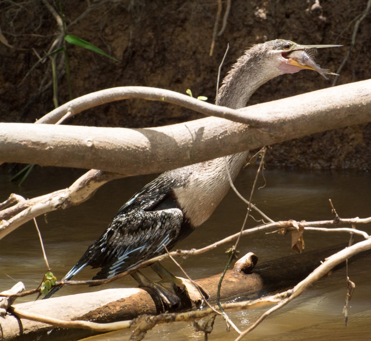 Anhinga - ML206059671