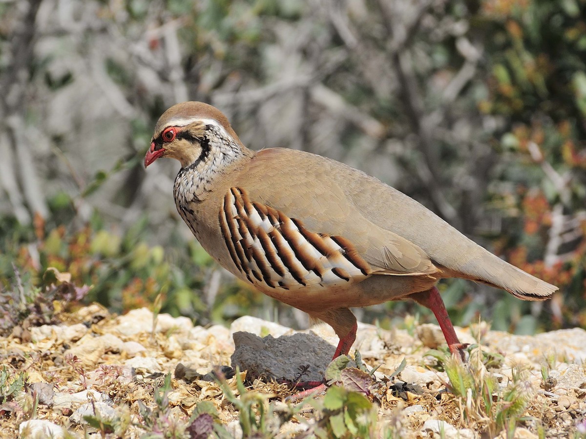 Red-legged Partridge - ML206059681