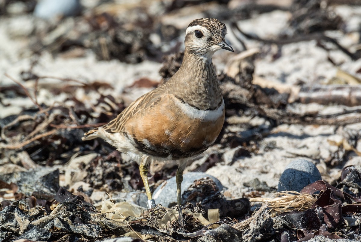 Eurasian Dotterel - ML206059691