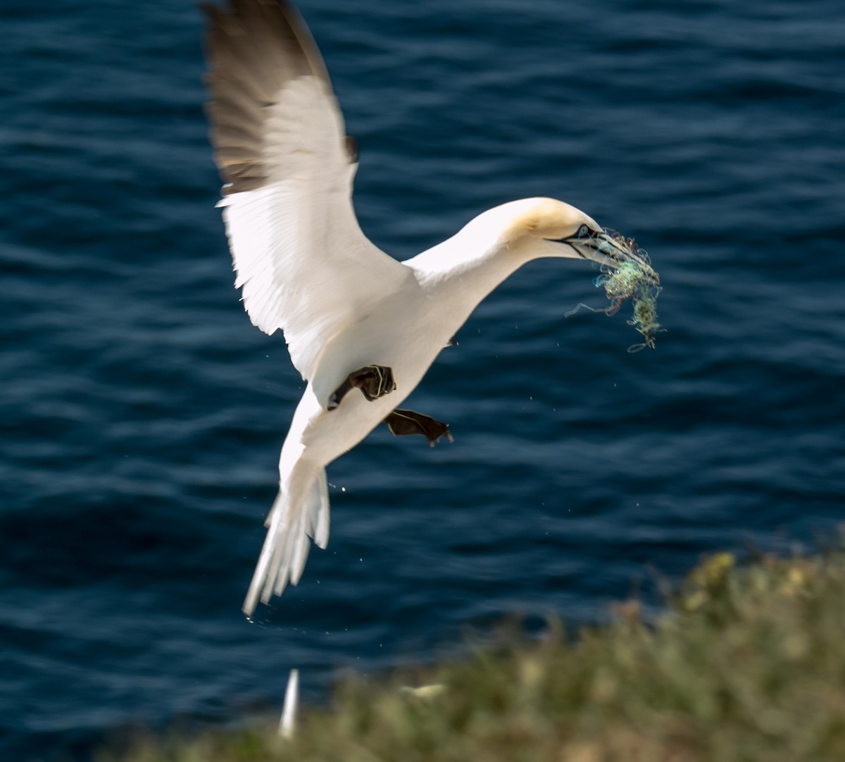 Northern Gannet - ML206059701