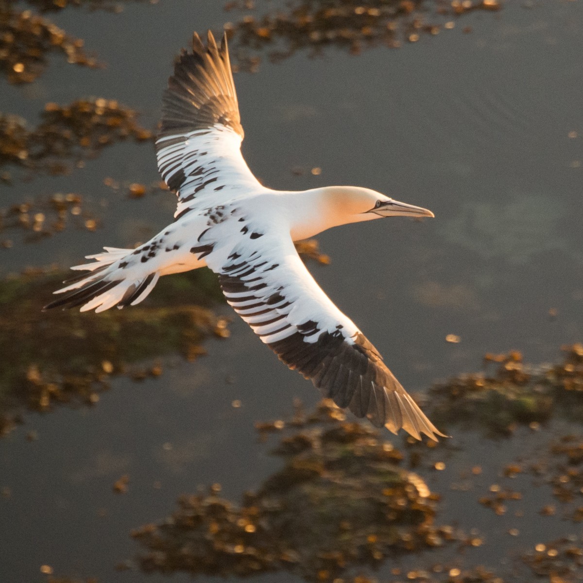 Northern Gannet - ML206059711