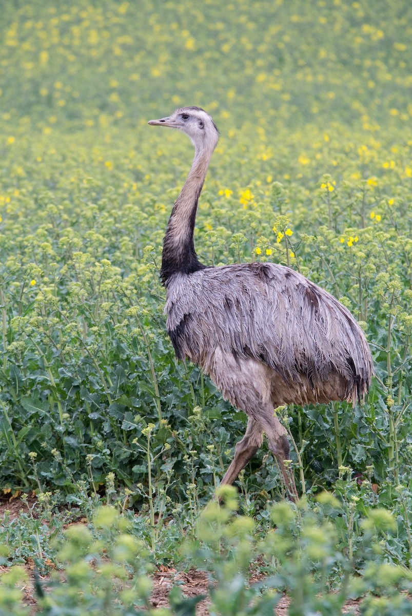 Greater Rhea - ML206059721
