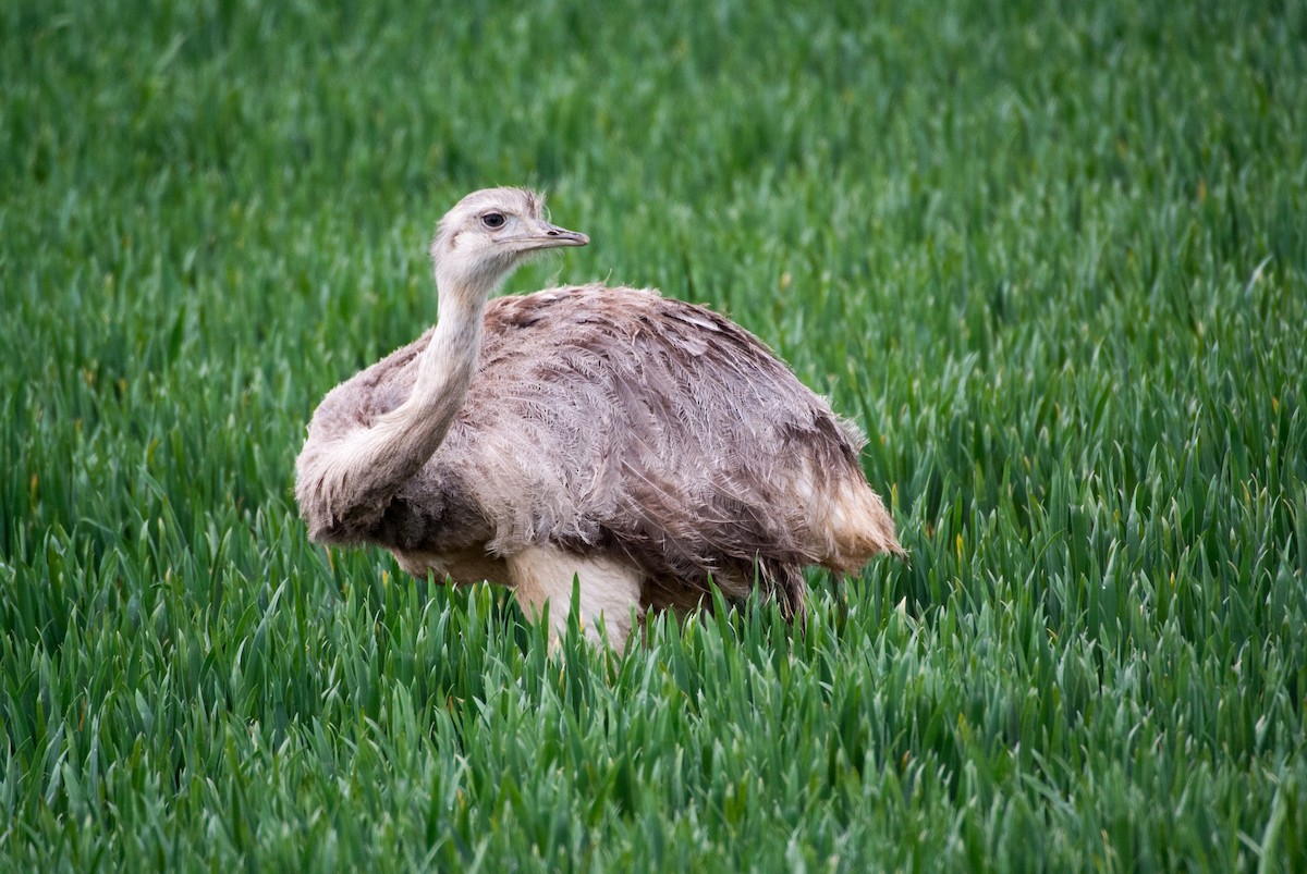 Greater Rhea - ML206059731