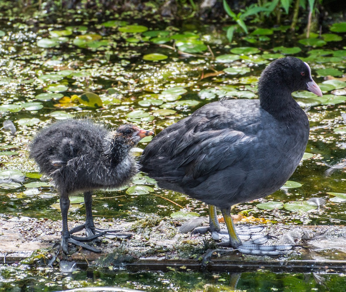 Eurasian Coot - ML206059741