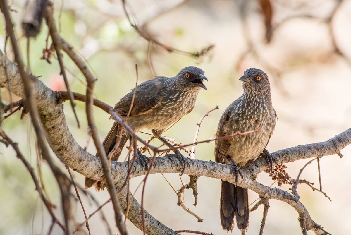 Arrow-marked Babbler - ML206059751