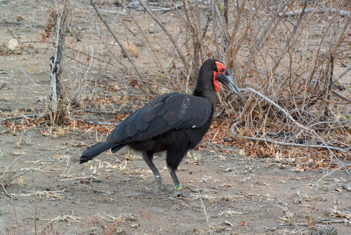 Southern Ground-Hornbill - ML206059771