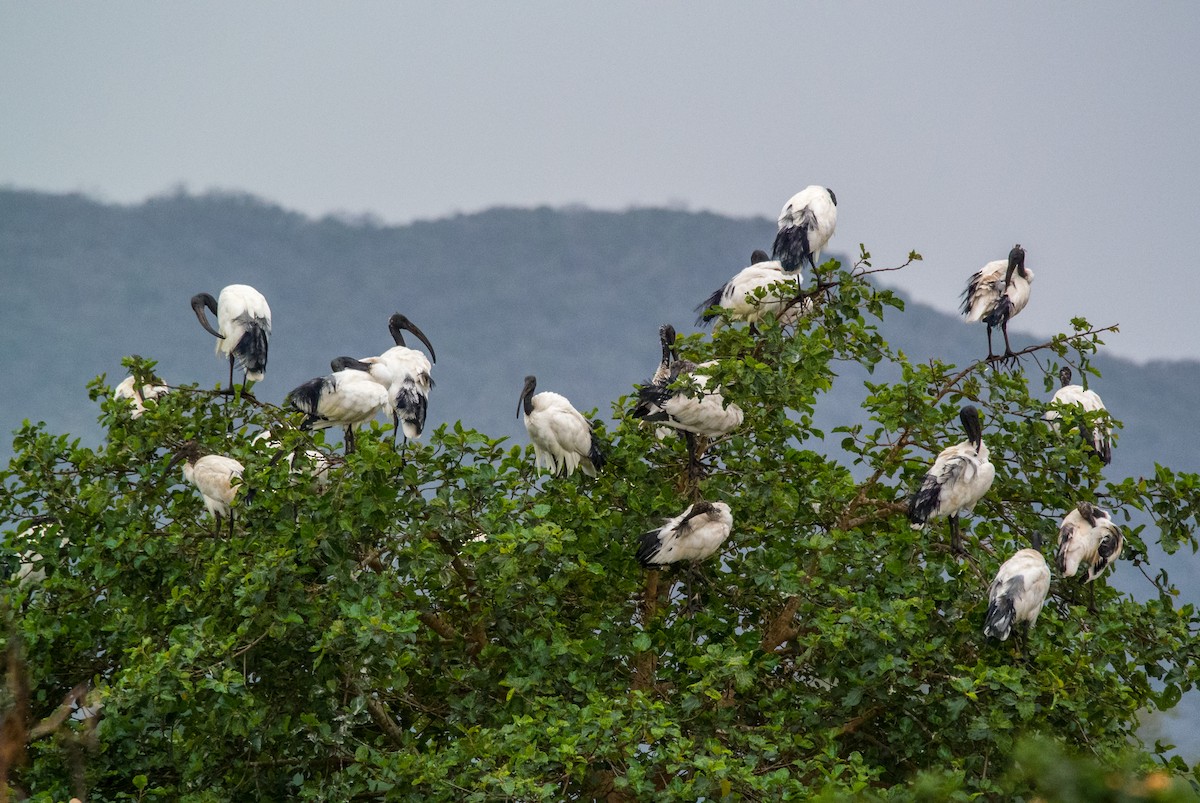 African Sacred Ibis - ML206059781