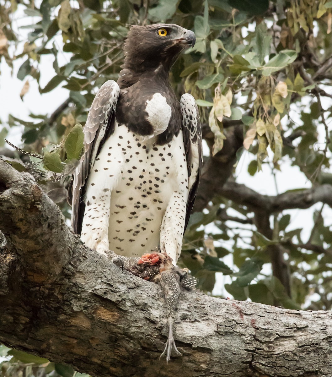 Martial Eagle - ML206059791
