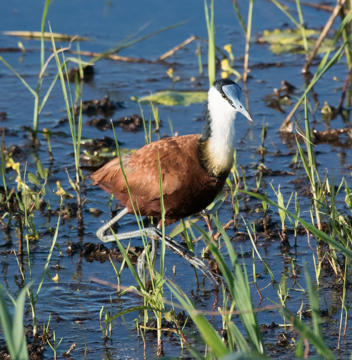 Jakana afrikarra - ML206059811