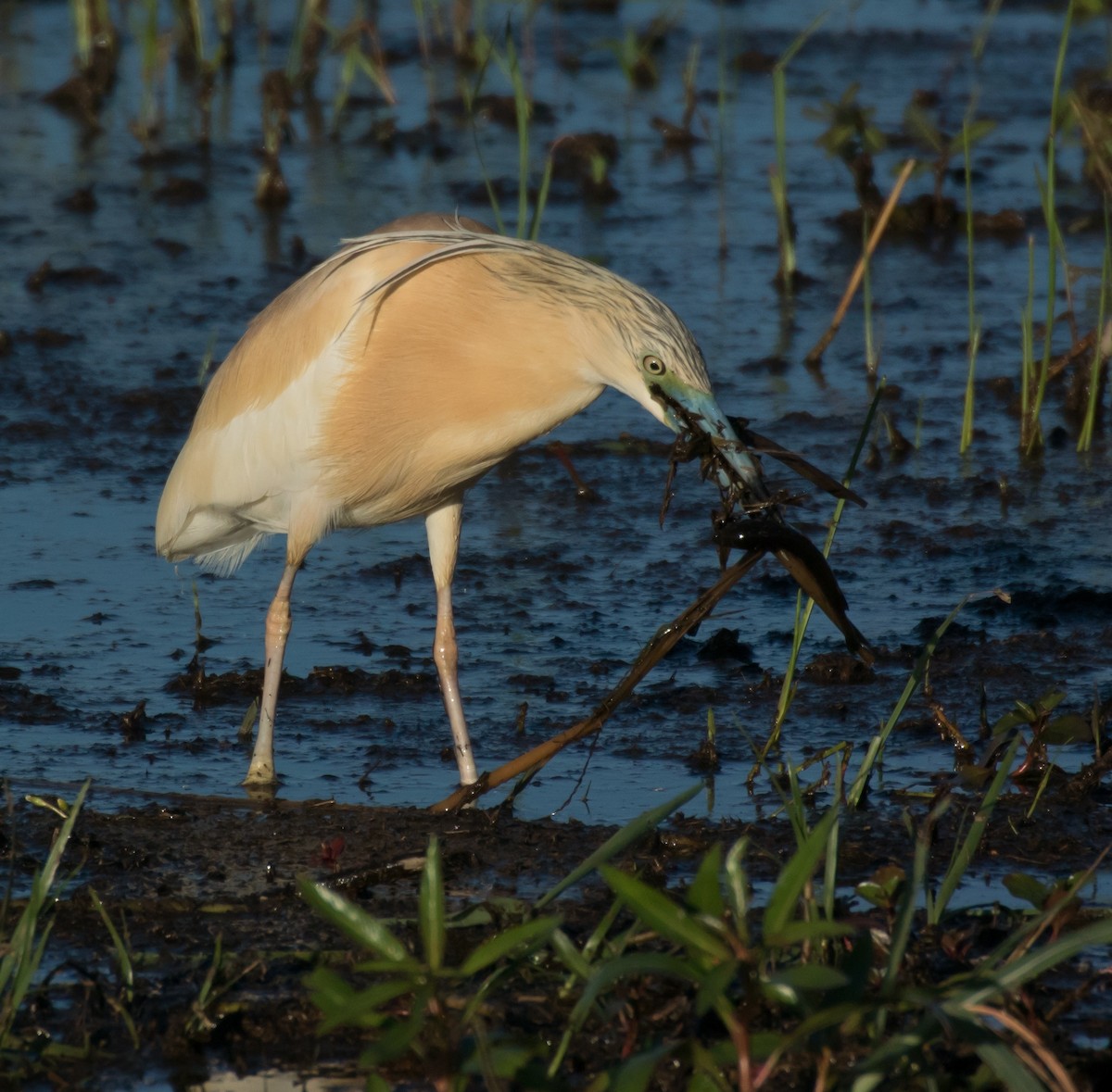 Squacco Heron - ML206059821