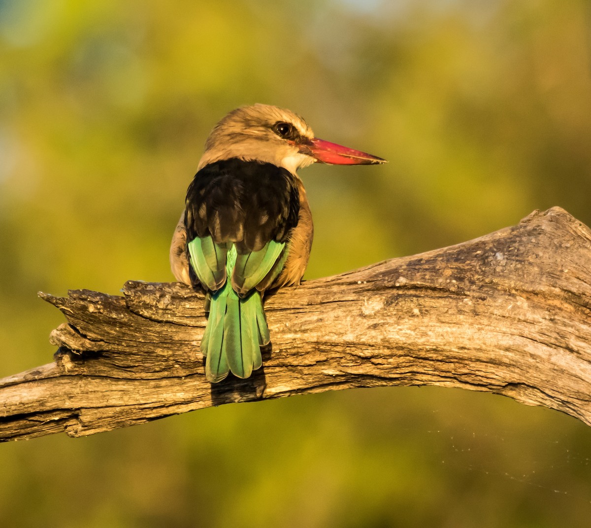 Brown-hooded Kingfisher - ML206059831