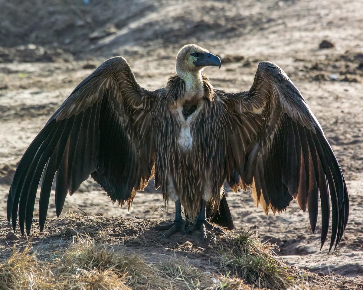 White-backed Vulture - ML206059841