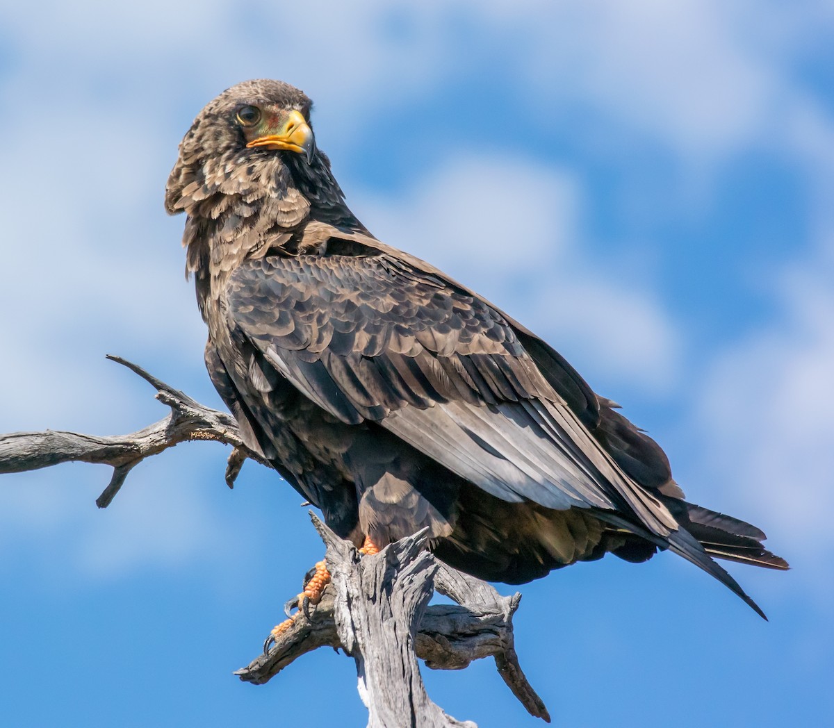 Bateleur des savanes - ML206059851