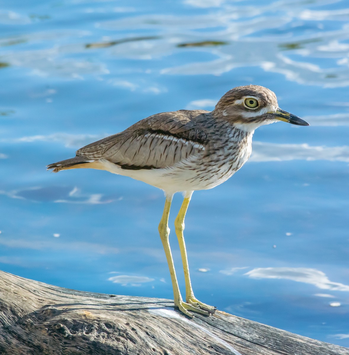 Water Thick-knee - ML206059871