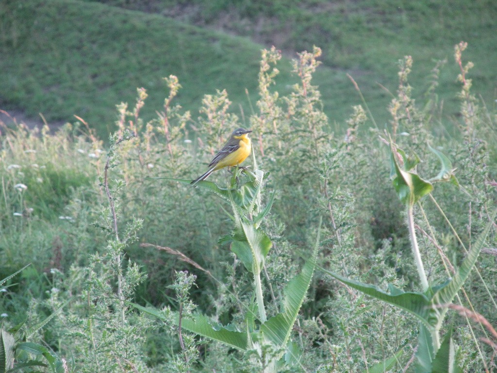 Western Yellow Wagtail (flava) - ML206059911