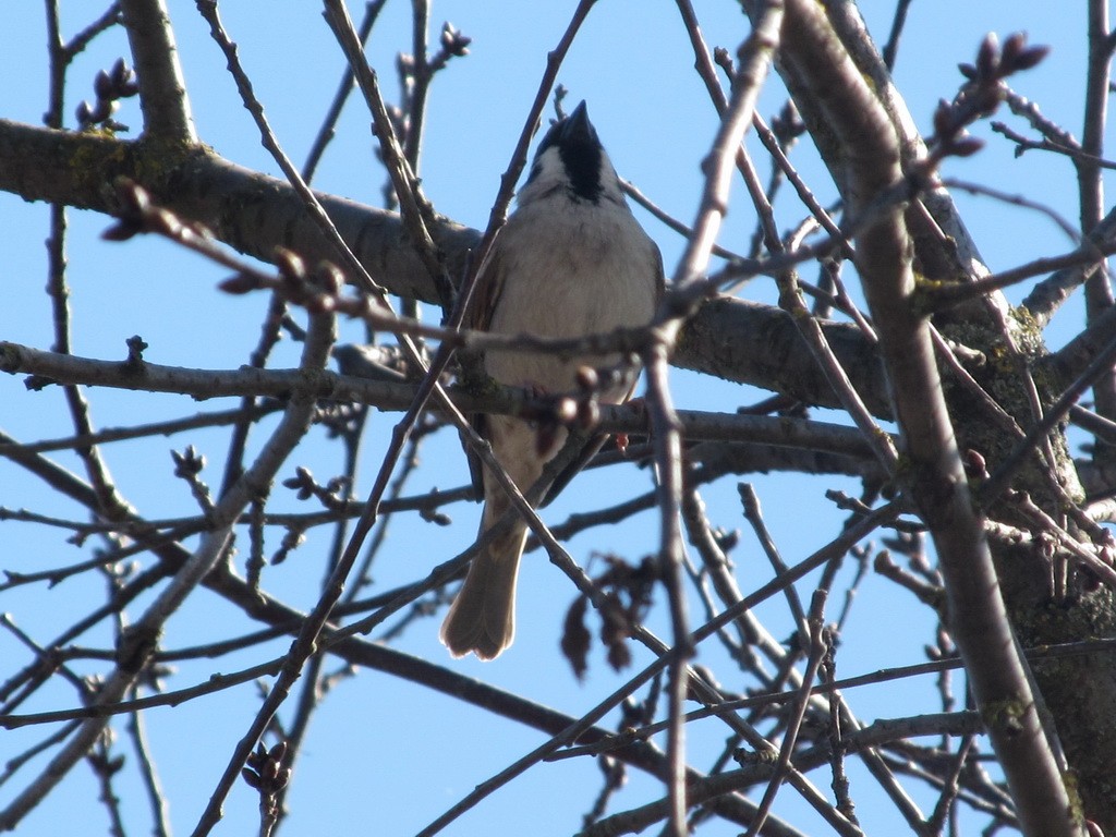 Eurasian Tree Sparrow - ML206060081