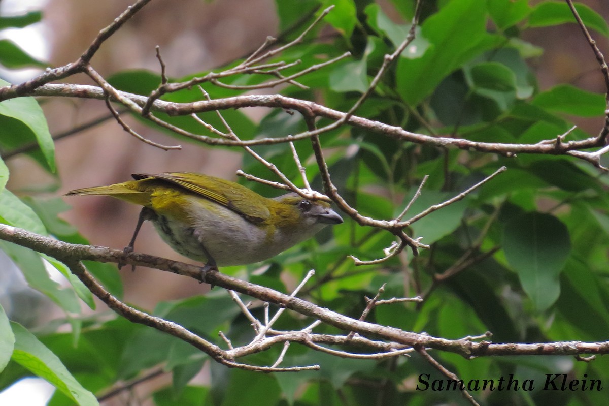 Golden-bellied Euphonia - ML206060291