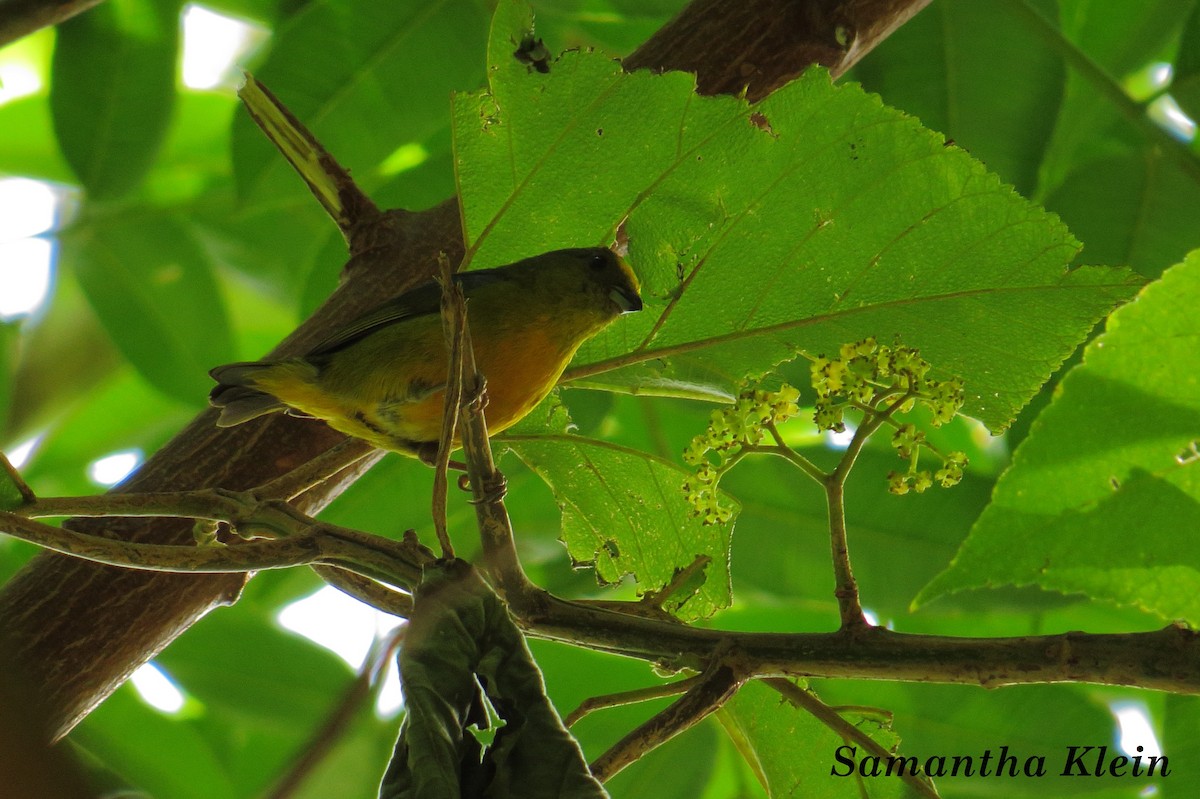 Bronze-green Euphonia - ML206060311