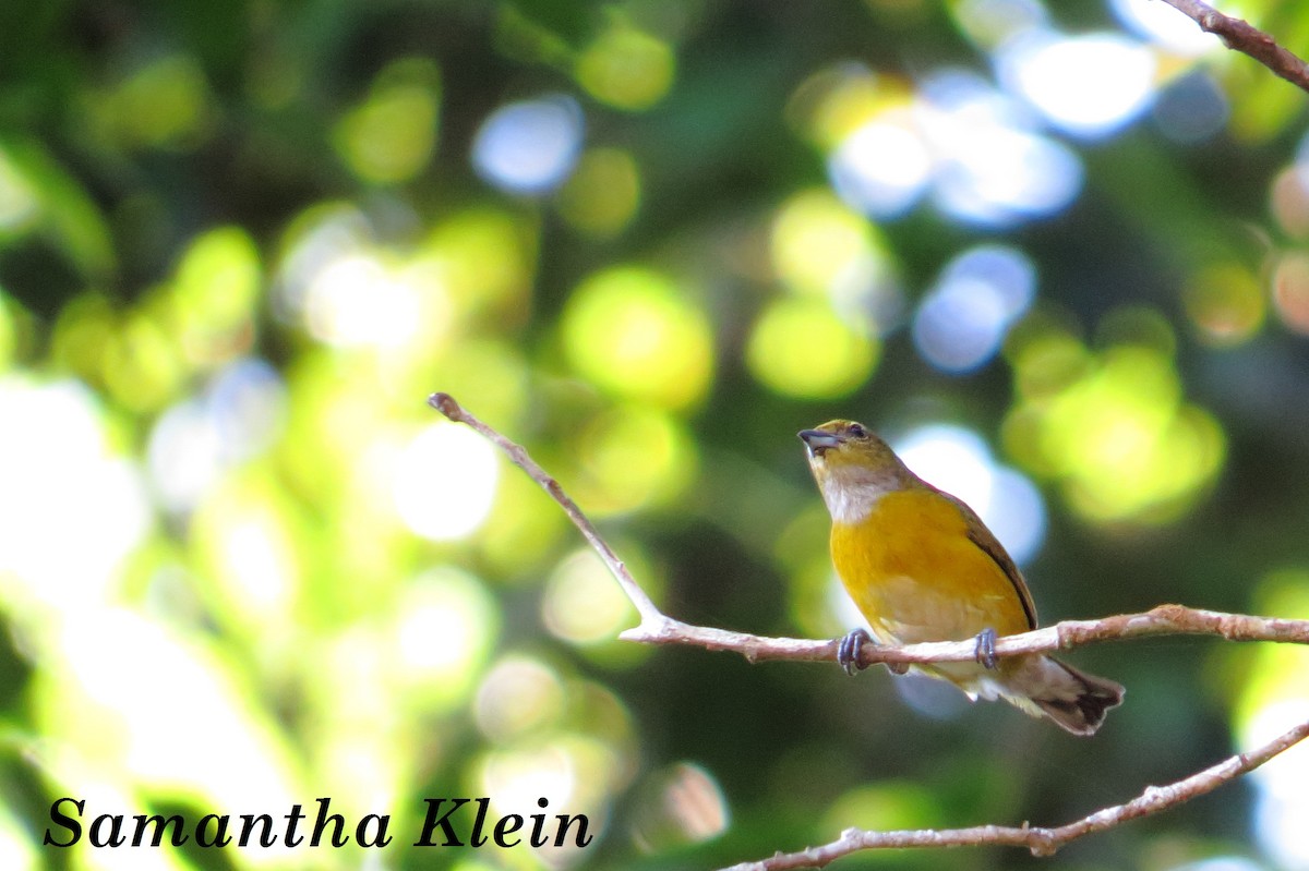 White-vented Euphonia - ML206060331