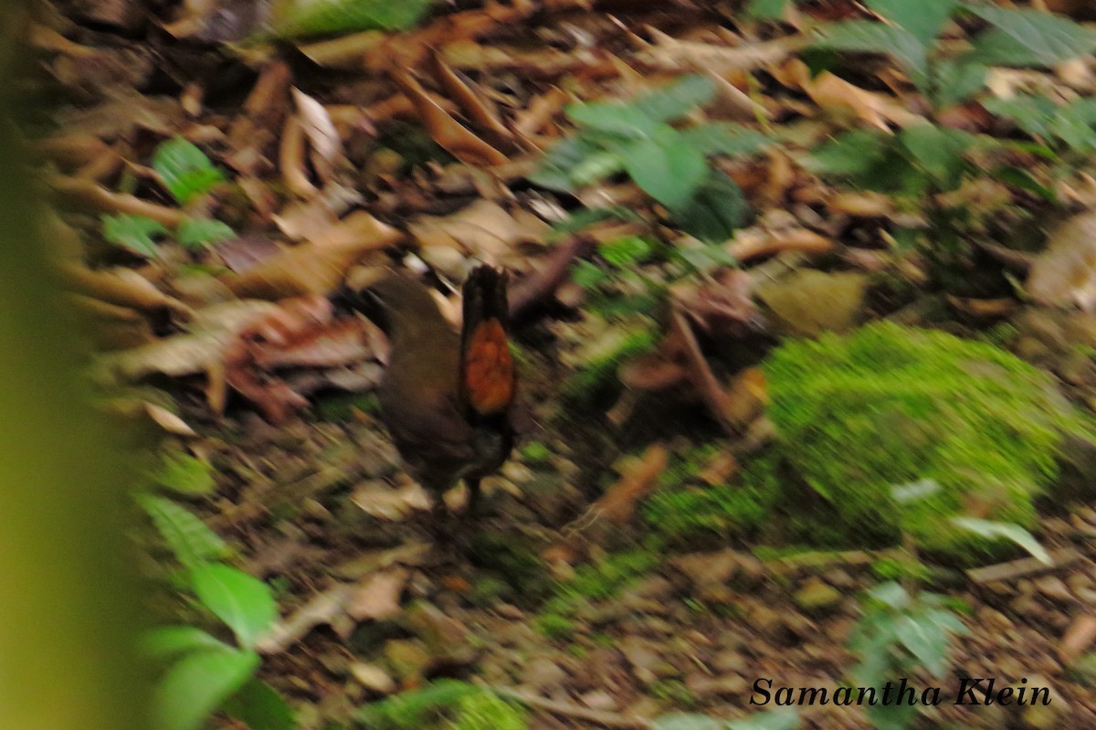 Black-faced Antthrush (Black-faced) - ML206060381