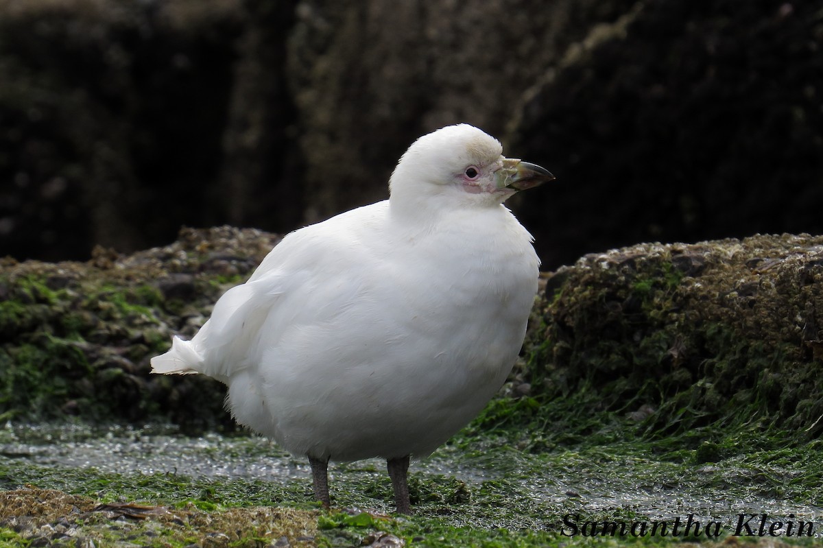 Snowy Sheathbill - ML206060591