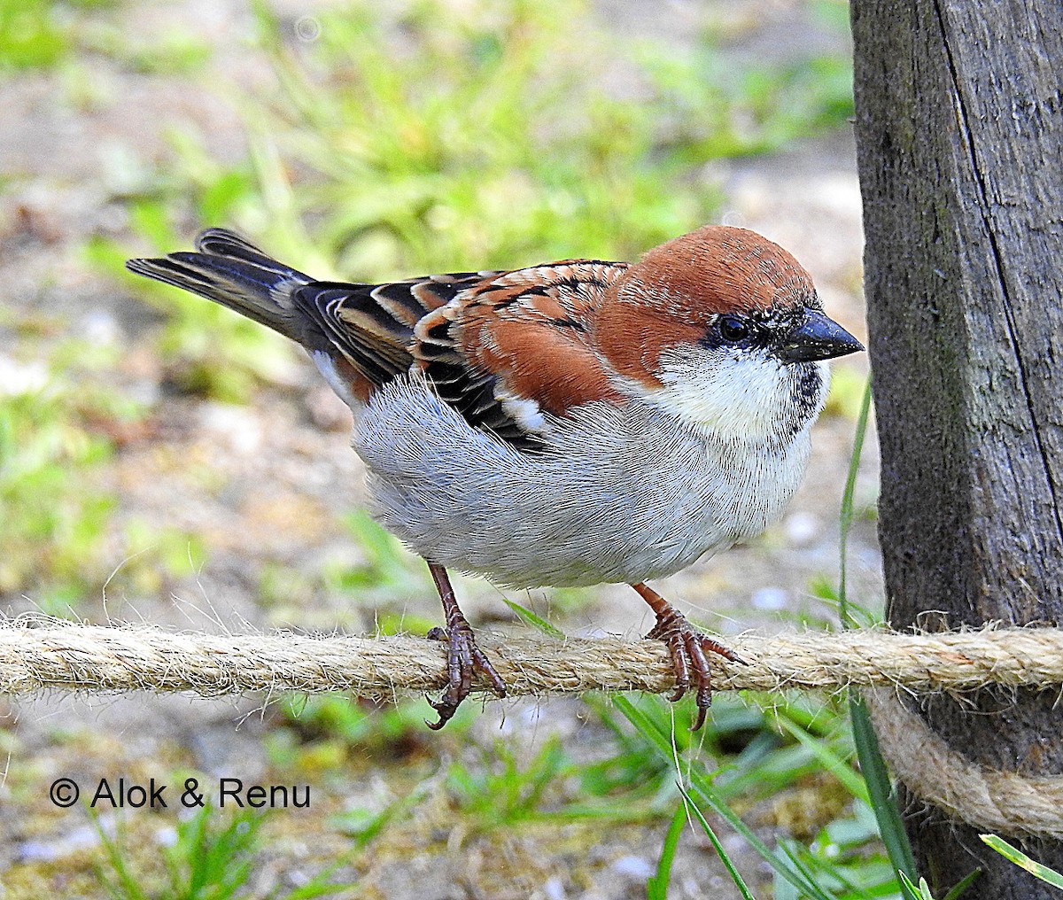 Russet Sparrow - ML206060801