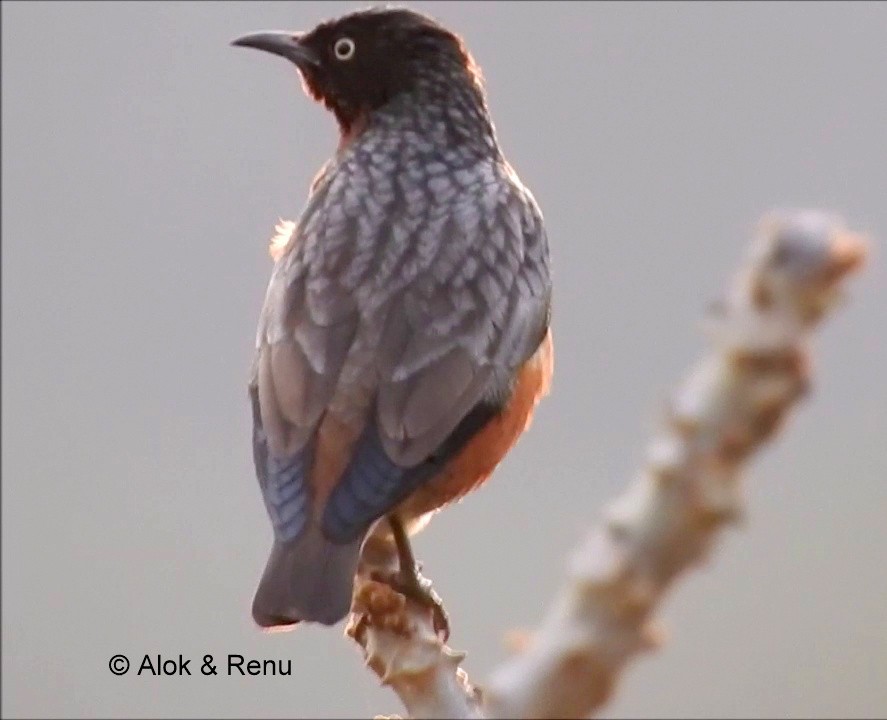 Spot-winged Starling - ML206060811