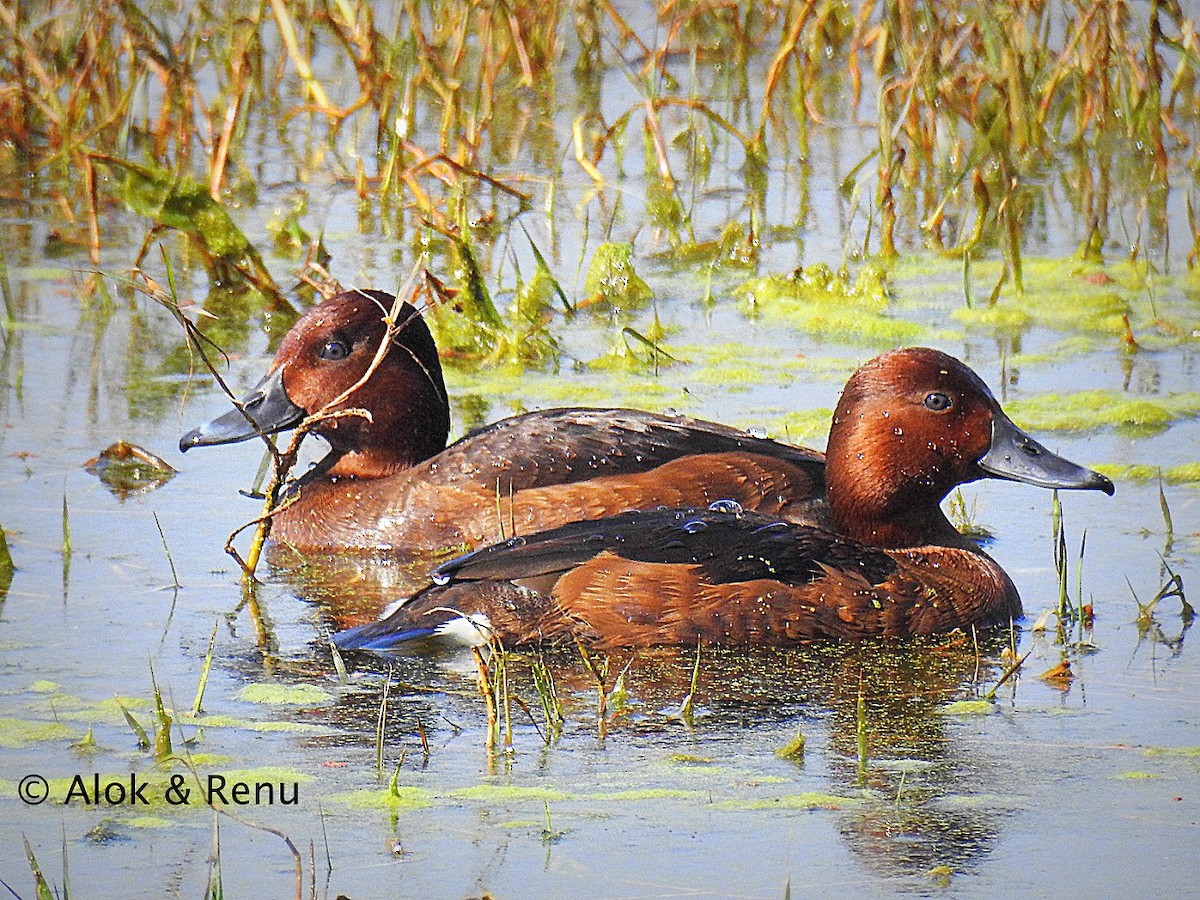 Ferruginous Duck - ML206061031