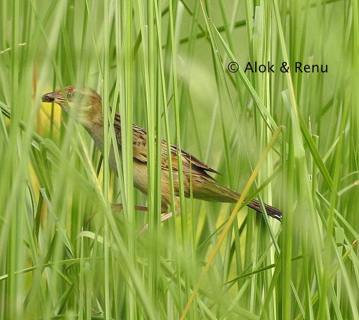 Bristled Grassbird - ML206061041