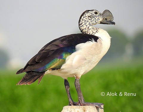 Photos - Knob-billed Duck - Sarkidiornis melanotos