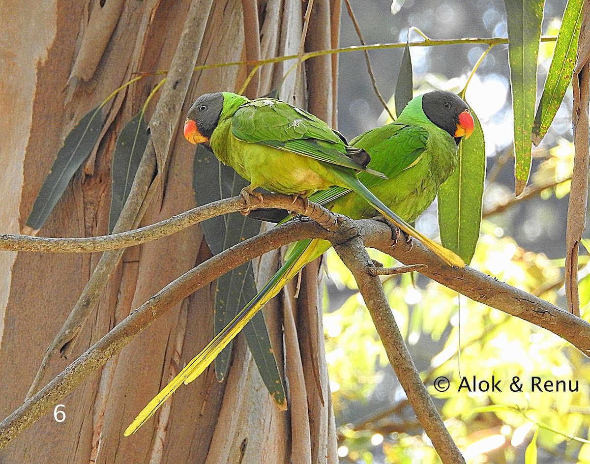 Slaty-headed Parakeet - ML206061191
