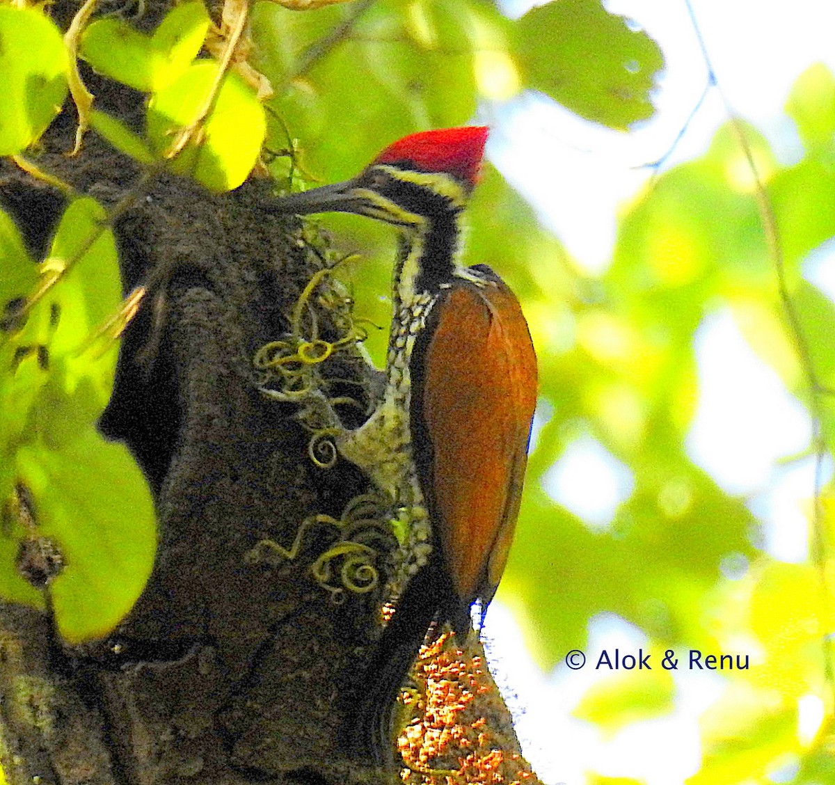 Greater Flameback - Alok Tewari